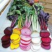 Beetroot Rainbow Seed Mix[131G151822]