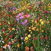 Butterfly Mix [131G140001]