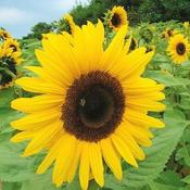 Sunflower Giant Yellow Seed Mix [131G133069]
