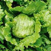 Lettuce Iceberg Match Seed Mix [131G168560]
