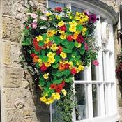 Nasturtium Dayglow Seed Mix  [131G123839]