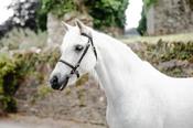 Mackey Plain In-Hand Bridle [0173330360701]
