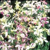 Stock Night Scented Evening Fragrance [131G132677]