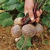 Suttons Beetroot Boltardy [131g151383]