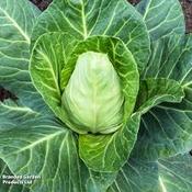 Suttons Cabbage Greyhound [131g153805]