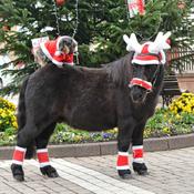 Equitheme Noel Christmas Ear Cap in Reindeer Antlers Shape[037900905003]