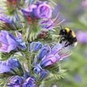 Honey Bee Mix [131G140000]