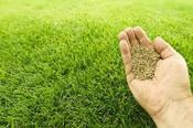 Lawn seed for 10 Square Metres Space (approx)