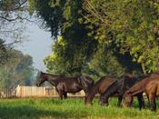 Equine Mix No Ryegrass Acre Bag  [056e9]