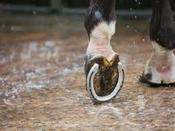Horse Shoes  [HORSESHOE]