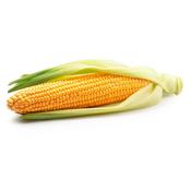Corn on the Cob with Husk