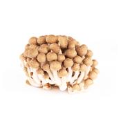 Brown Shimeji Mushrooms image