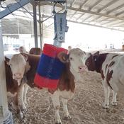 Kurtsan Automatic Cow Brush