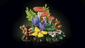 LEGO Woodland Mushrooms 11505 image