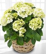 White Hydrangea *
