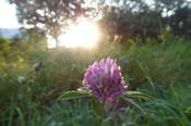 Clover Rich Ley 2.2 (Silage or Fertility Building 2 Year)