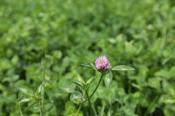 Red Clover 3-4 Year Silage Ley 2.3
