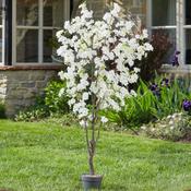 170cm Artificial White Cherry Tree | 5607016 image