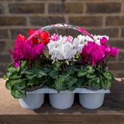 Cyclamen 6 Pack – Mixed Colours