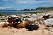 Cattle on the sands of Whitepark Bay, County Antrim, Northern Ireland.