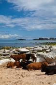 Cattle on the sands of Whitepark Bay, County Antrim, Northern Ireland. image