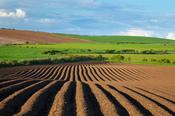 Potato drills, County Antrim, Northern Ireland.