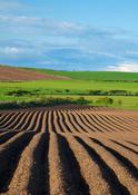 Potato drills, County Antrim, Northern Ireland.