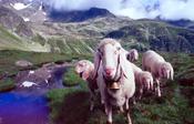 Sheep along the Stubai Hohenweg, Stubai Alps, Tirol, Austria.