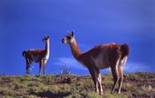 Guanacos, Torres del Paine National Park, Patagonia, Chile. image