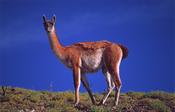Guanaco, Torres del Paine National Park, Patagonia, Chile.
