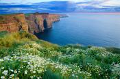 Summer daisies at the Cliffs of Moher, Co Clare, Ireland.
