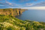 Summer daisies at the Cliffs of Moher, Co Clare, Ireland.