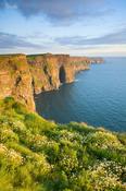 Summer daisies at the Cliffs of Moher, Co Clare, Ireland.