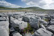 Bloody Cranesbill nestling amongst the limestone pavement of The Burren, Co Clare, Ireland.