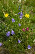 Summer wildflowers, The Burren, Co Clare, Ireland.