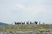 Herd of feral goats, Turlough Hill, The Burren, Co Clare, Ireland.