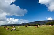 Grazing cattle, Co Clare, Ireland.