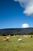 Grazing cattle, Co Clare, Ireland.