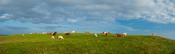Cattle grazing in a field, County Clare, Ireland.