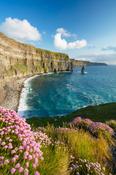 Thrift beneath the Cliffs of Moher, County Clare, Ireland.