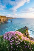 Thrift beneath the Cliffs of Moher, County Clare, Ireland. image