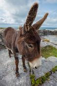 Donkey on the limestone pavement of The Burren, County Clare, Ireland.