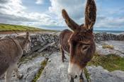 Donkeys on the limestone pavement of The Burren, County Clare, Ireland.