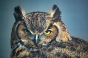 Eurasian Eagle Owl, Burren Birds of Prey Centre, County Clare, Ireland.
