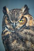 Eurasian Eagle Owl, Burren Birds of Prey Centre, County Clare, Ireland. image