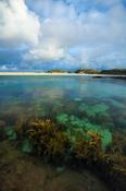 Underwater garden at Dog's Bay, Connemara, County Galway, Ireland.