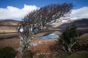 Fairy Tree on the shore of Killary Harbour, Connemara, Co Galway, Ireland.