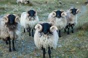 Mayo blackface rams, Erriff Valley, County Mayo, Ireland.