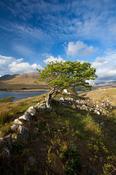 Wind-bent hawthorn on a hillside above Killary Harbour, Connemara , County Galway, Ireland.