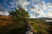 Wind-bent hawthorn on a hillside above Killary Harbour, Connemara , County Galway, Ireland.